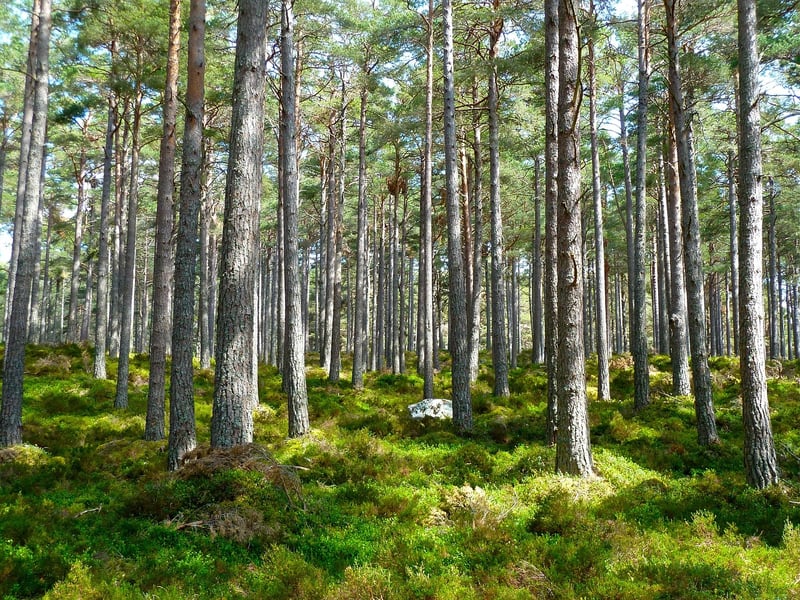 Whimsical Woodlands